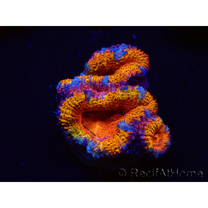 WYSIWYG Micromussa lordhowensis (ex Acanthastrea) 6B7