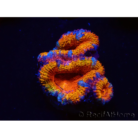 WYSIWYG Micromussa lordhowensis (ex Acanthastrea) 6B7