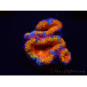 WYSIWYG Micromussa lordhowensis (ex Acanthastrea) 6B7
