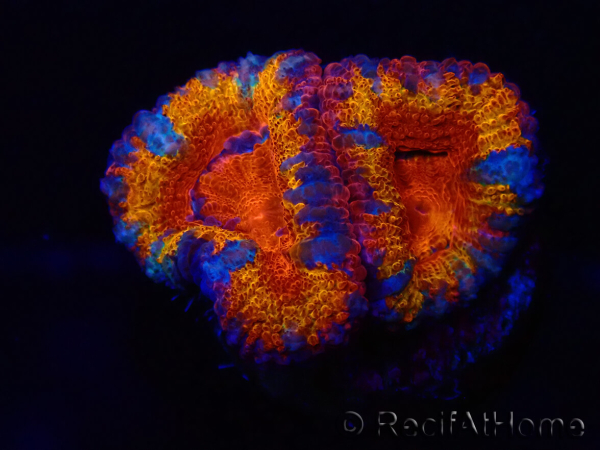 WYSIWYG Micromussa lordhowensis (ex Acanthastrea) 6B8