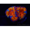 WYSIWYG Micromussa lordhowensis (formerly Acanthastrea) 6B8