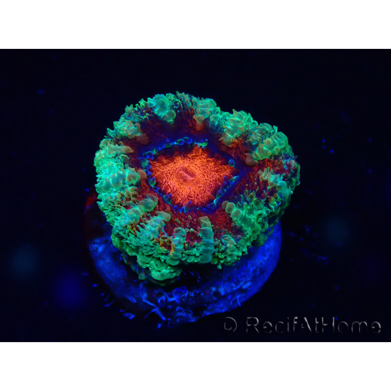 WYSIWYG Micromussa lordhowensis (ehemals Acanthastrea) 6K5