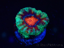 WYSIWYG Micromussa lordhowensis (ex Acanthastrea) 6K5