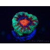 WYSIWYG Micromussa lordhowensis (ex Acanthastrea) 6B9