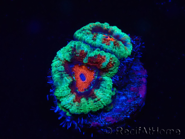 WYSIWYG Micromussa lordhowensis (formerly Acanthastrea) 6K6