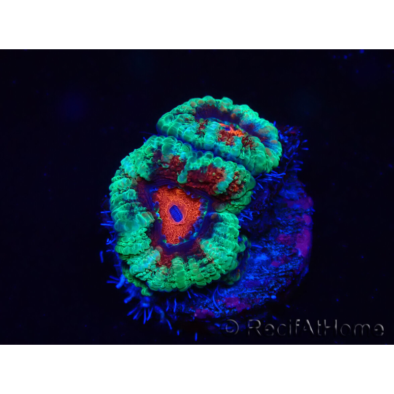 WYSIWYG Micromussa lordhowensis (ex Acanthastrea) 6K6