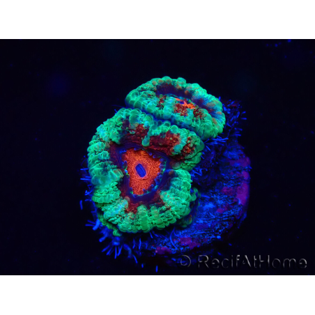 WYSIWYG Micromussa lordhowensis (ex Acanthastrea) 6B10