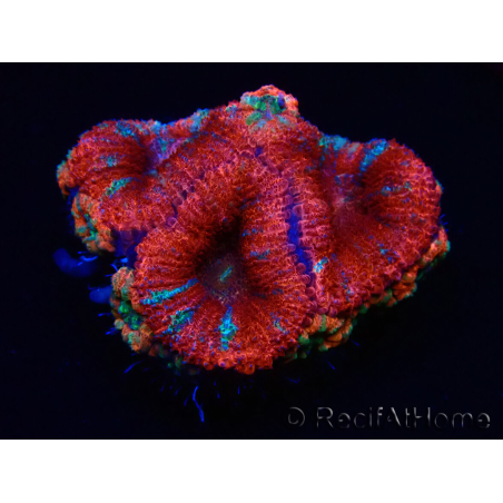 WYSIWYG Micromussa lordhowensis (ex Acanthastrea) 6C1