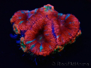 WYSIWYG Micromussa lordhowensis (ex Acanthastrea) 6C1
