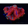 WYSIWYG Micromussa lordhowensis (ex Acanthastrea) 6C1