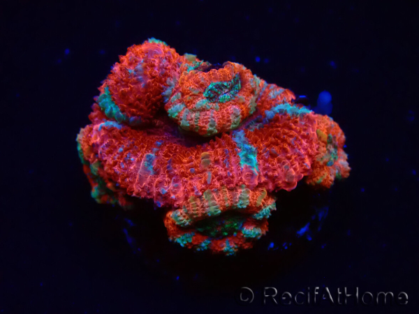 WYSIWYG Micromussa lordhowensis (ex Acanthastrea) 6C2