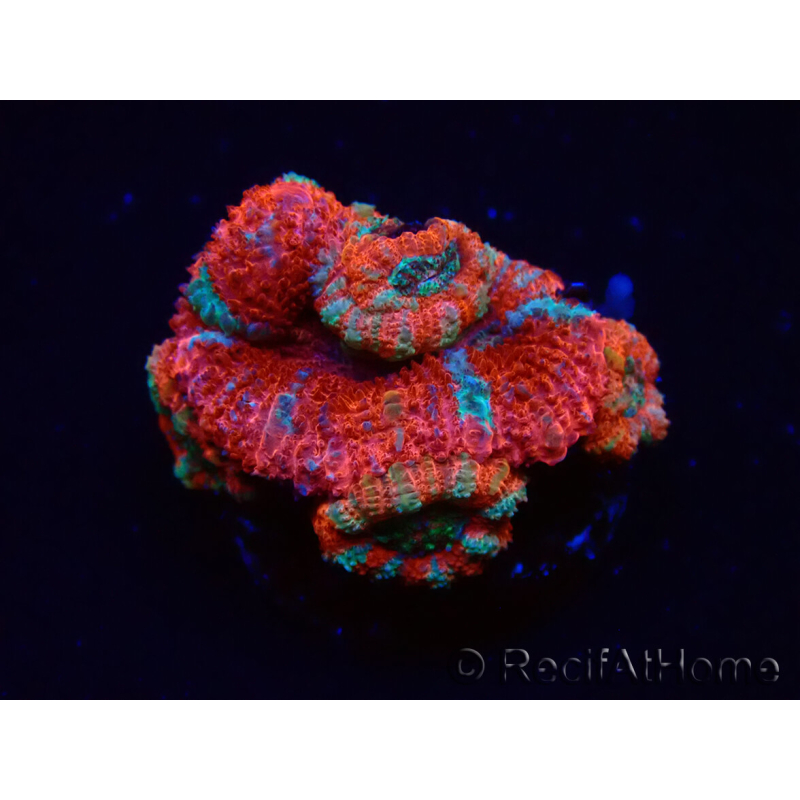 WYSIWYG Micromussa lordhowensis (ex Acanthastrea) 6C2