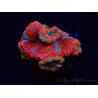 WYSIWYG Micromussa lordhowensis (ehemals Acanthastrea) 6C2