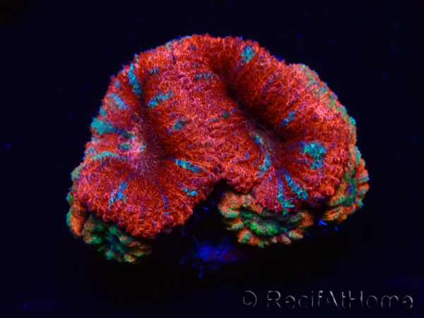 WYSIWYG Micromussa lordhowensis (ex Acanthastrea) 6C3