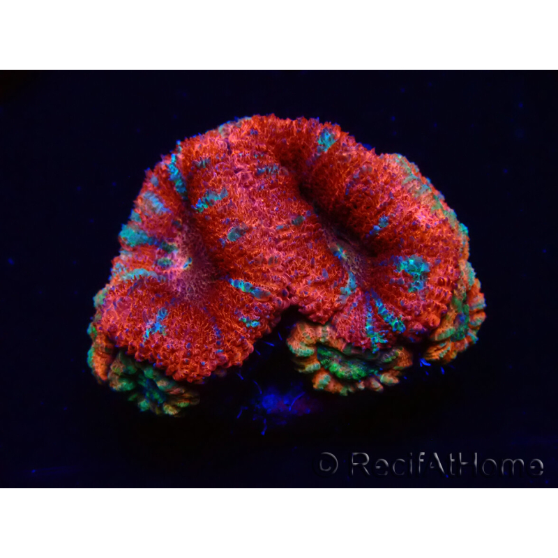 WYSIWYG Micromussa lordhowensis (formerly Acanthastrea) 6C3