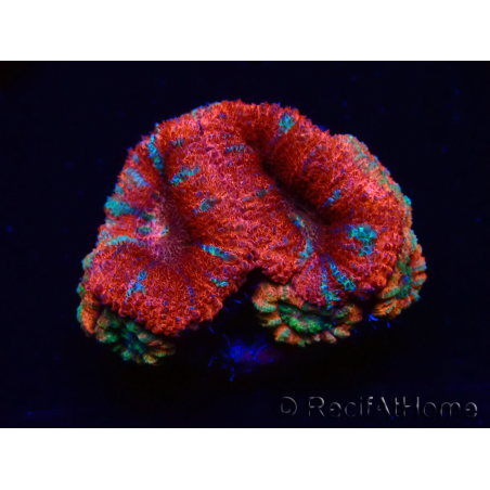 WYSIWYG Micromussa lordhowensis (formerly Acanthastrea) 6C3
