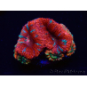 WYSIWYG Micromussa lordhowensis (formerly Acanthastrea) 6C3