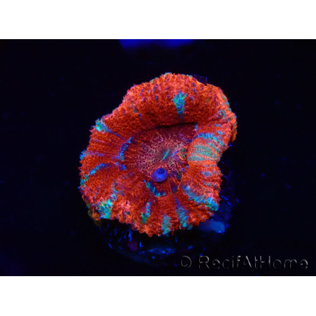 WYSIWYG Micromussa lordhowensis (ex Acanthastrea) 6C4
