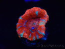 WYSIWYG Micromussa lordhowensis (ex Acanthastrea) 6C4
