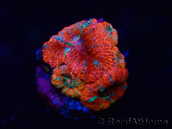 WYSIWYG Micromussa lordhowensis (formerly Acanthastrea) 6C5