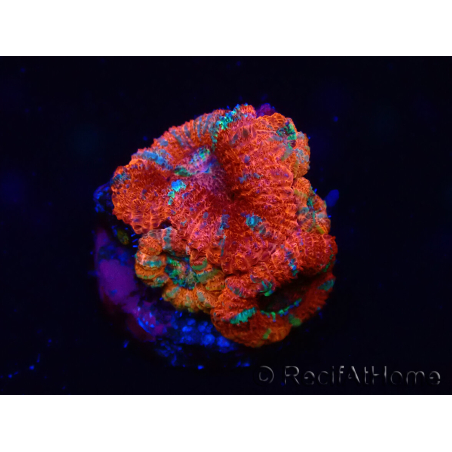 WYSIWYG Micromussa lordhowensis (formerly Acanthastrea) 6C5