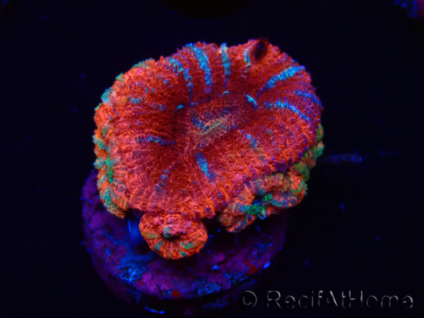 WYSIWYG Micromussa lordhowensis (ex Acanthastrea) 6C6