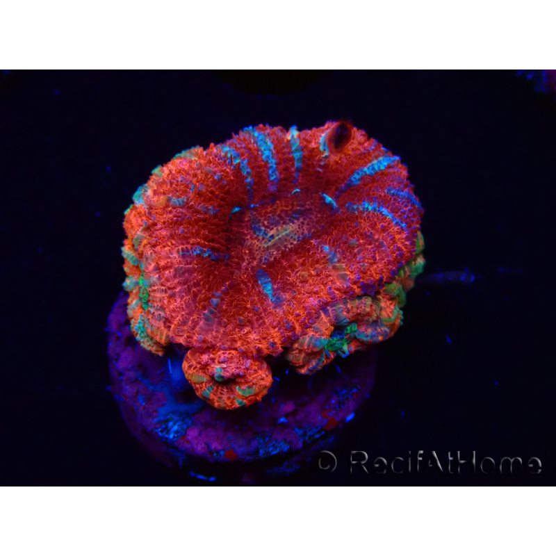 WYSIWYG Micromussa lordhowensis (ex Acanthastrea) 6C6