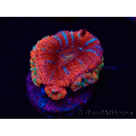 WYSIWYG Micromussa lordhowensis (ex Acanthastrea) 6C6