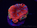 WYSIWYG Micromussa lordhowensis (ex Acanthastrea) 6C6