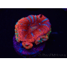 WYSIWYG Micromussa lordhowensis (ex Acanthastrea) 6C6