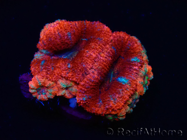 WYSIWYG Micromussa lordhowensis (formerly Acanthastrea) 6C7