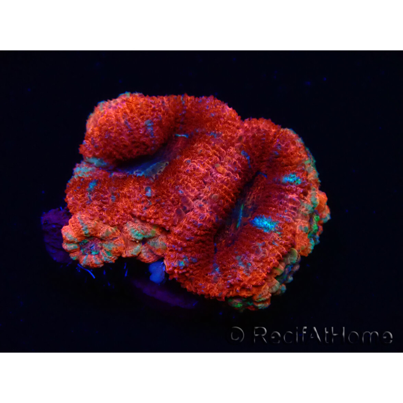 WYSIWYG Micromussa lordhowensis (ehemals Acanthastrea) 6C7