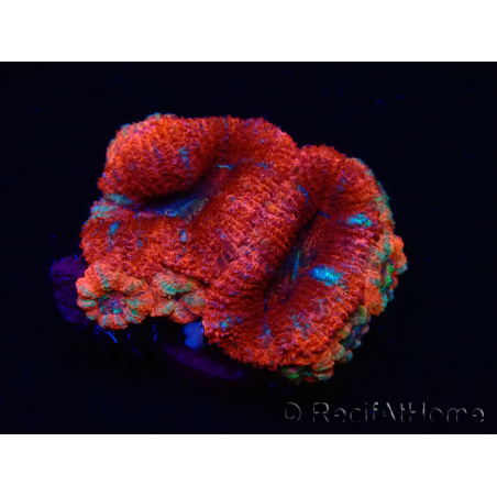 WYSIWYG Micromussa lordhowensis (ehemals Acanthastrea) 6C7