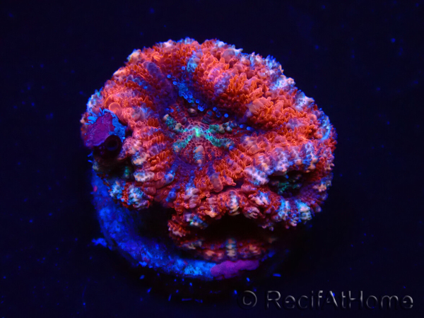 WYSIWYG Micromussa lordhowensis (ex Acanthastrea) 6C8