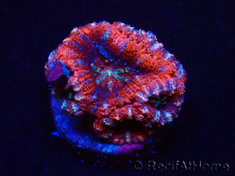 WYSIWYG Micromussa lordhowensis (ehemals Acanthastrea) 6C8