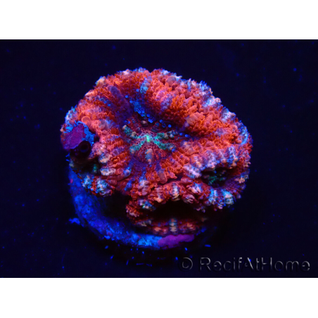 WYSIWYG Micromussa lordhowensis (anteriormente Acanthastrea) 6C8