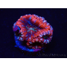 WYSIWYG Micromussa lordhowensis (anteriormente Acanthastrea) 6C8