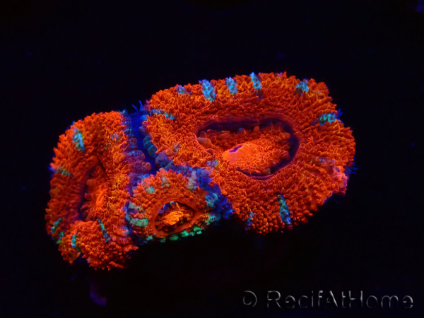 WYSIWYG Micromussa lordhowensis (ex Acanthastrea) 6C9