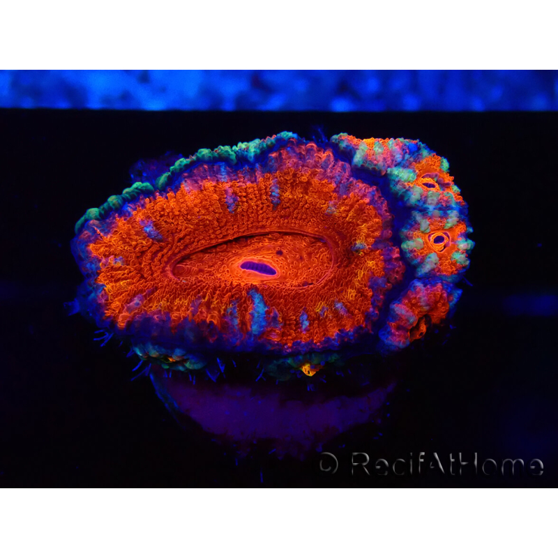 WYSIWYG Micromussa lordhowensis (formerly Acanthastrea) 6K8
