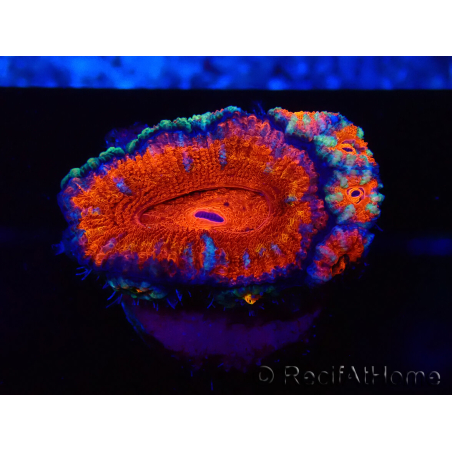 WYSIWYG Micromussa lordhowensis (formerly Acanthastrea) 6K8