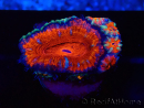 WYSIWYG Micromussa lordhowensis (ehemals Acanthastrea) 6K8