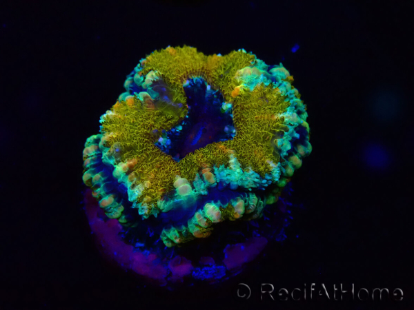 WYSIWYG Micromussa lordhowensis (ex Acanthastrea) 6D1