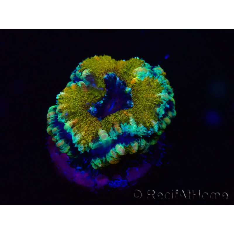 WYSIWYG Micromussa lordhowensis (formerly Acanthastrea) 6D1