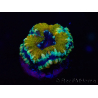 WYSIWYG Micromussa lordhowensis (formerly Acanthastrea) 6D1