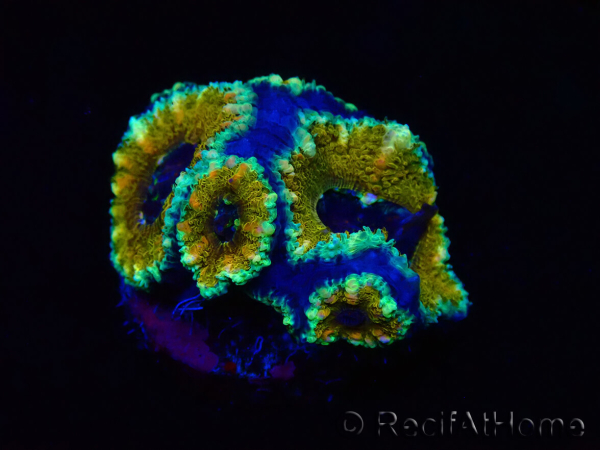 WYSIWYG Micromussa lordhowensis (formerly Acanthastrea) 6D2