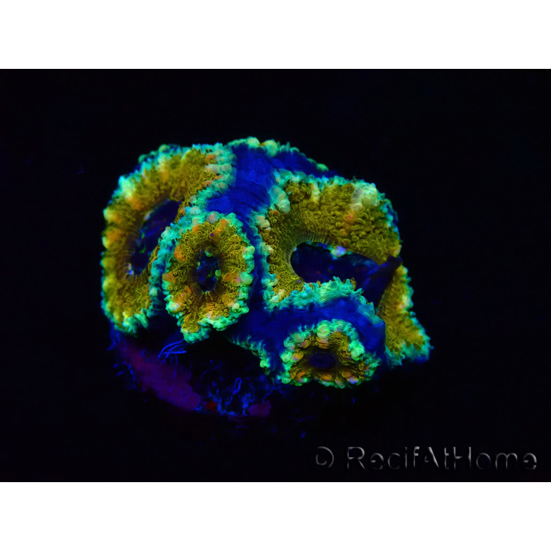 WYSIWYG Micromussa lordhowensis (ex Acanthastrea) 6D2