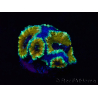 WYSIWYG Micromussa lordhowensis (ehemals Acanthastrea) 6D2