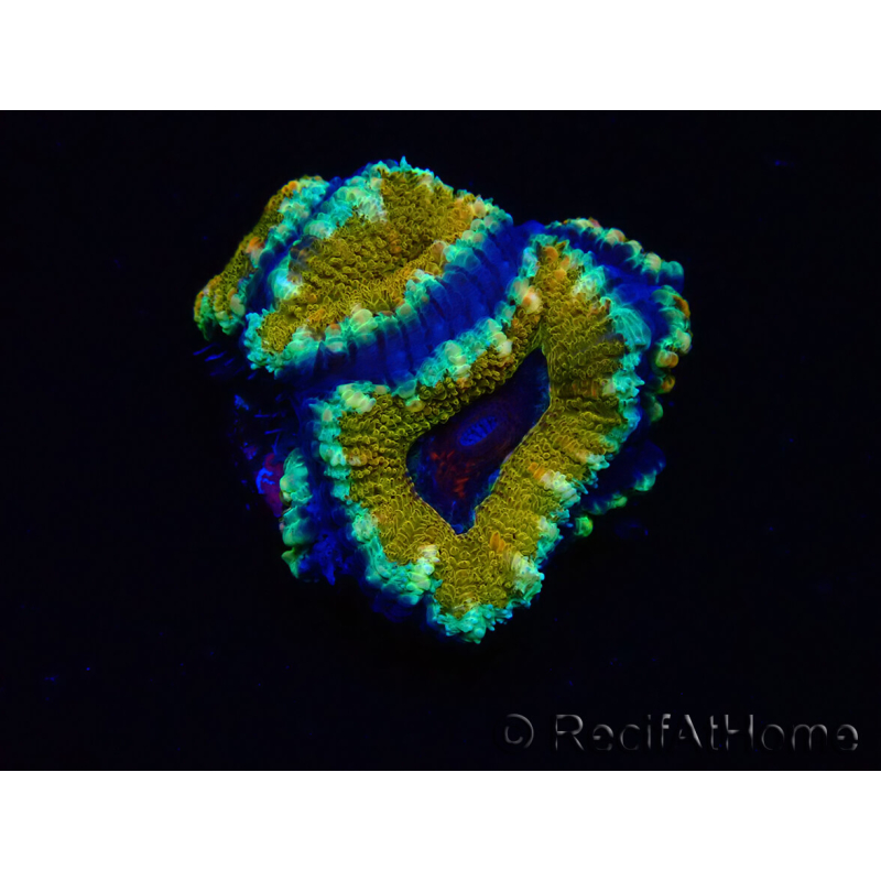 WYSIWYG Micromussa lordhowensis (antes Acanthastrea) 6D3