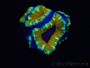 WYSIWYG Micromussa lordhowensis (ex Acanthastrea) 6D3