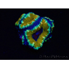 WYSIWYG Micromussa lordhowensis (ex Acanthastrea) 6D3